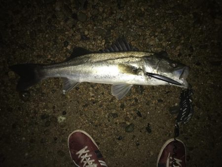 カタクチが居てもサヨリパターンでやりきった…