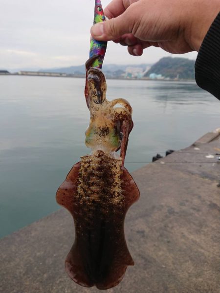 敦賀港 アオリ2杯 サビキ多数