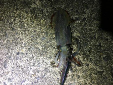 遅刻気味のエギング