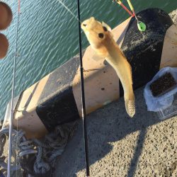 ハゼは裏切らない！