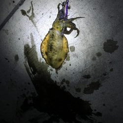 堂ノ浦で夕方アオリイカ