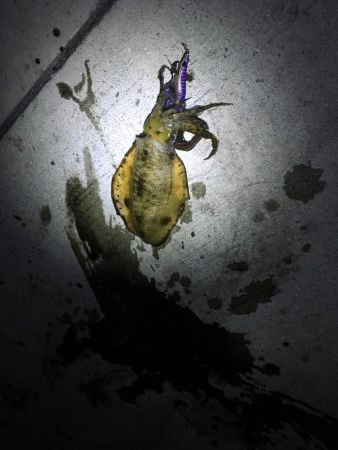 堂ノ浦で夕方アオリイカ