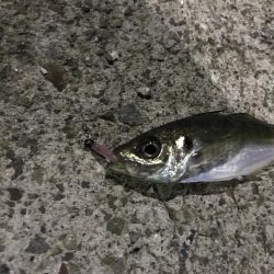 はじめてのアジング