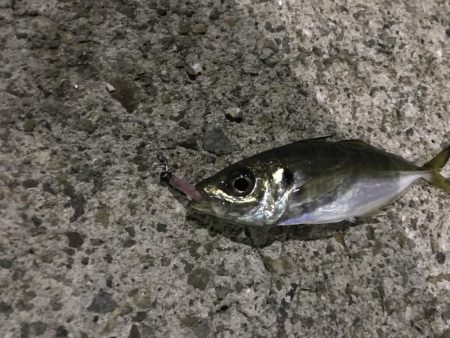 はじめてのアジング