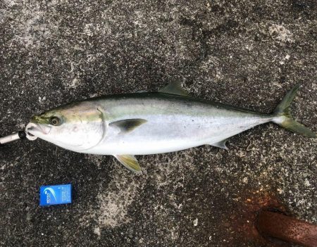 のませにてブリ