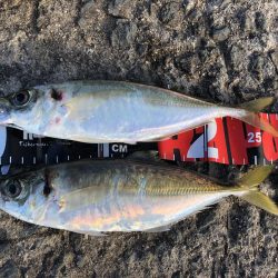 思ってたよりデカイ