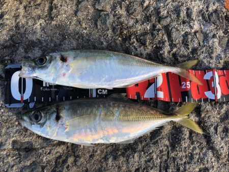 思ってたよりデカイ