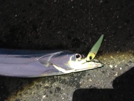 タチウオプラッギング！