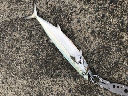 今年、初‼️サ…