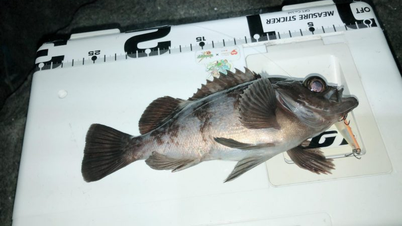 メバリング成立。