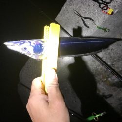 タチウオやーい？どこやー？