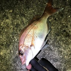 投げ釣りでマダイ