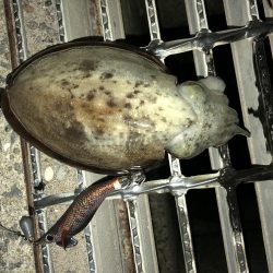 夜明け前のコウイカ