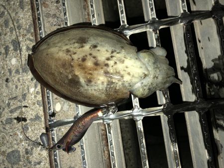 夜明け前のコウイカ