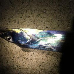 たちうお まめあじ