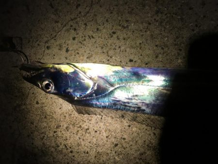 たちうお まめあじ