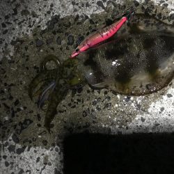 夕方から朝までエギングランガン