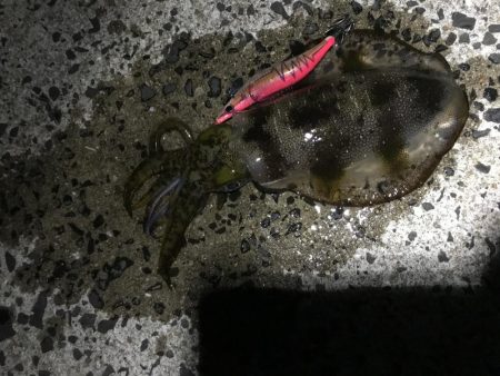 夕方から朝までエギングランガン