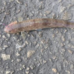 ショアジグ不発