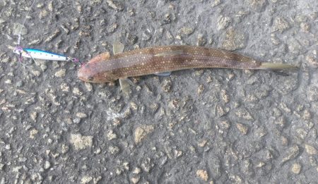 ショアジグ不発