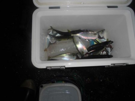 サバ折１５匹　豆アジの猛攻３０匹位全てリリ…