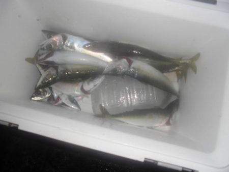サバ折２０匹　アジ１０匹位リリース（内一匹…