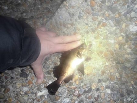 メバリングやってみた。