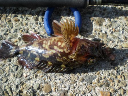 久しぶりのガシラ