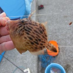 ファミリーフィッシングでカワハギ＆サヨリ