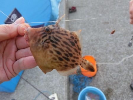 ファミリーフィッシングでカワハギ＆サヨリ