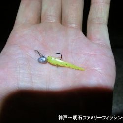 メバルと思ったらガシラでした