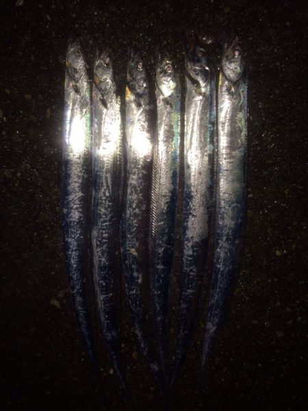 2日間のタチウオ釣果