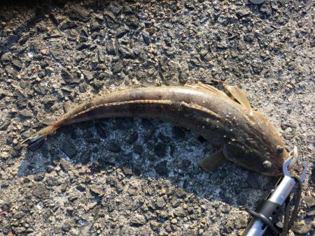 うとうとしてたら釣れました