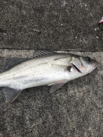 デイシーバス攻略か？