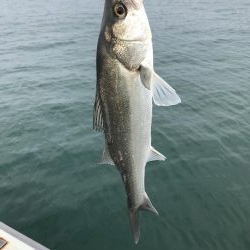 久々のシーバス