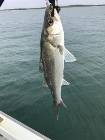 久々のシーバス