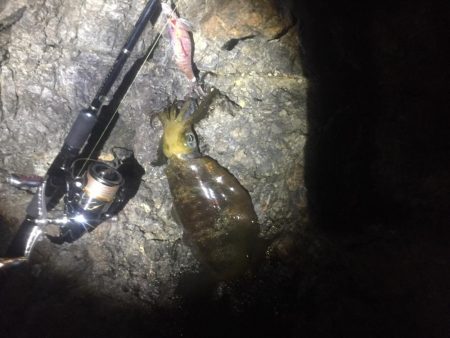 ひたすらシャクシャク