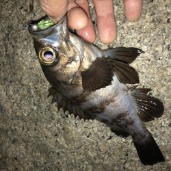 安定 メバリング