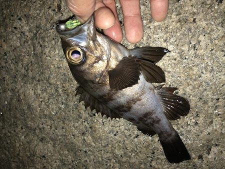 安定 メバリング