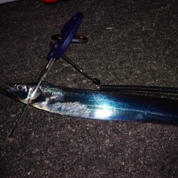 今週もドラゴン求めて