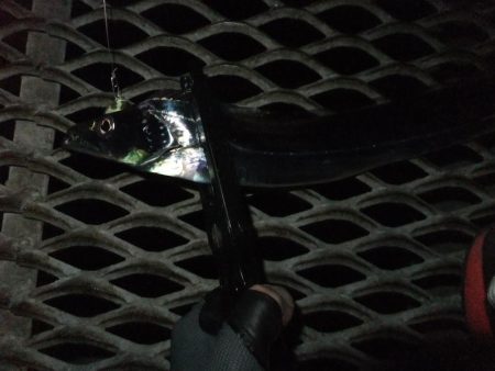 タチウオまだまだ好調