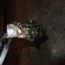 ガシラに癒されて