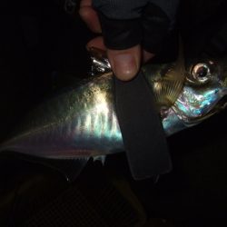 脂の乗った良型アジ&メバル狙い