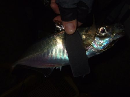 脂の乗った良型アジ&メバル狙い