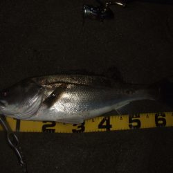 いよいよ終盤の河川シーバス