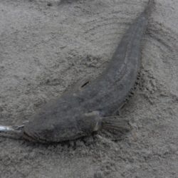 フラット日和二日目！