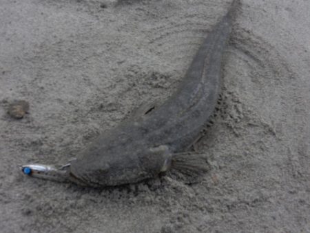 フラット日和二日目！