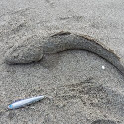 マゴチ多いです