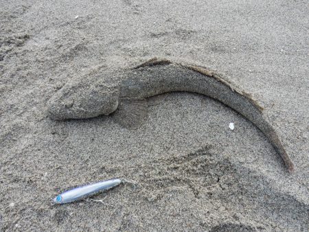 マゴチ多いです