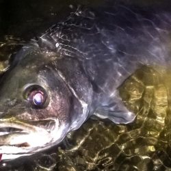 甲子園浜　ナイト